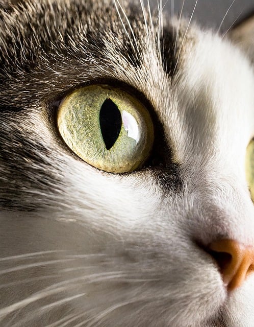 Gattile