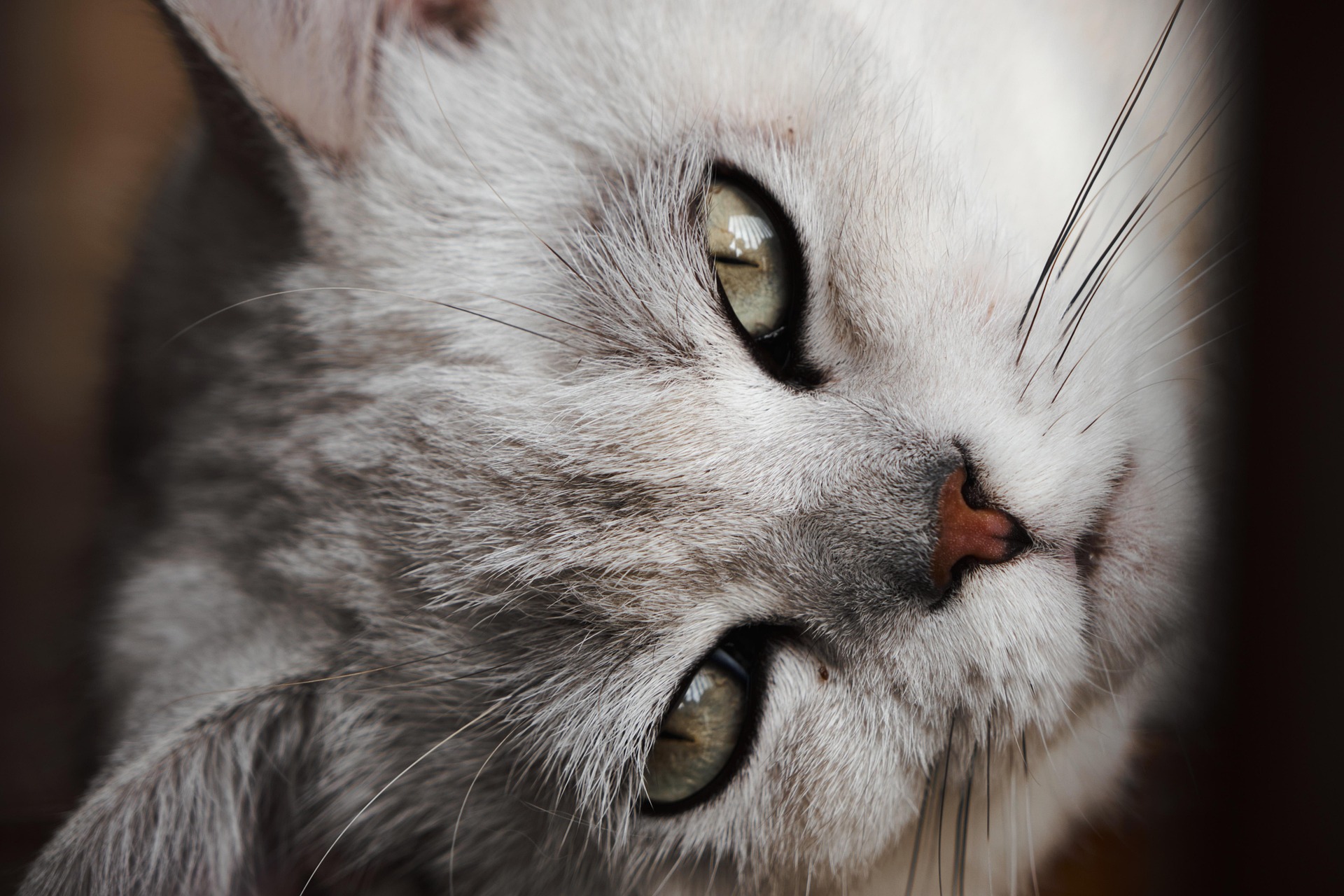 gattile